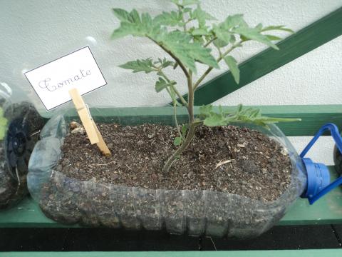 O tomateiro a crescer